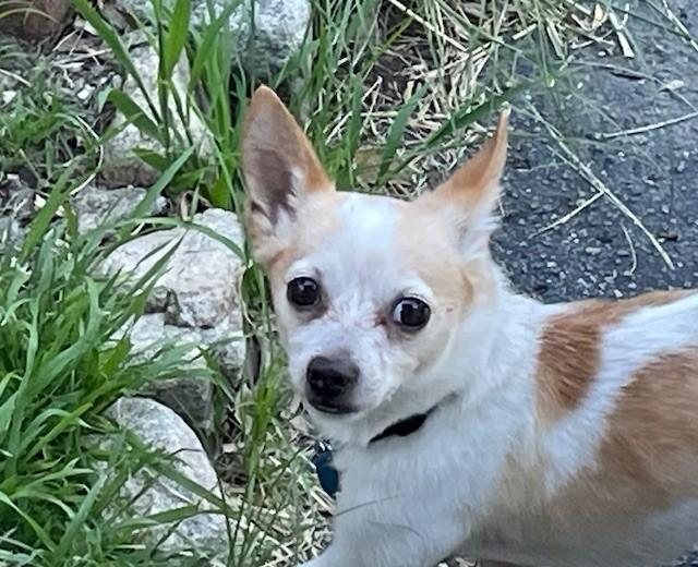 Mango, ADOPTABLE, Adult Male Chihuahua & Shiba Inu.