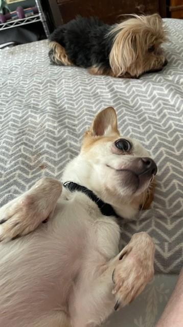 Enlarge Mango, a ADOPTABLE mixed breed in Studio City, CA image 4/4