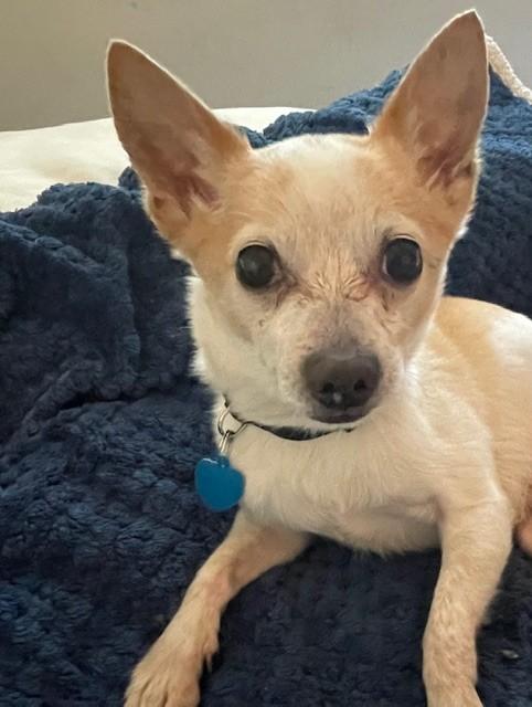 Enlarge Mango, a ADOPTABLE mixed breed in Studio City, CA image 2/4