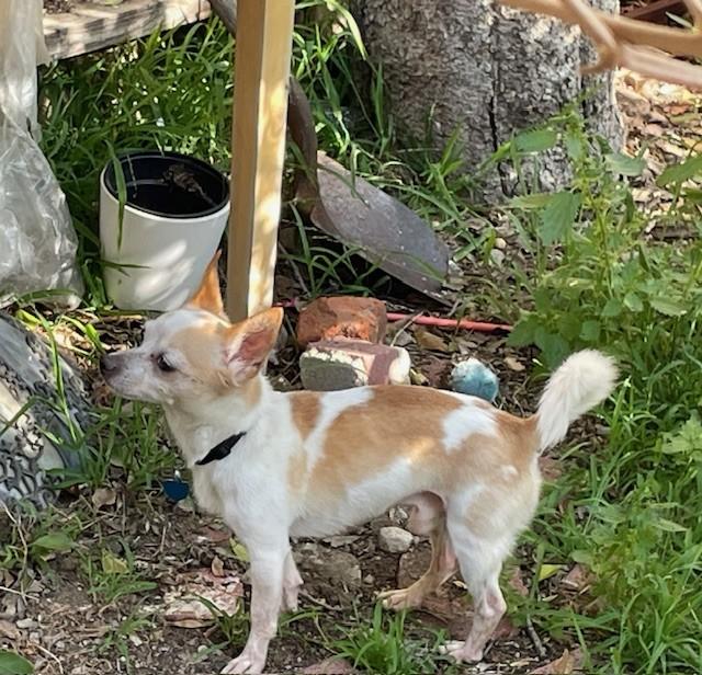 Enlarge Mango, a ADOPTABLE mixed breed in Studio City, CA image 3/4