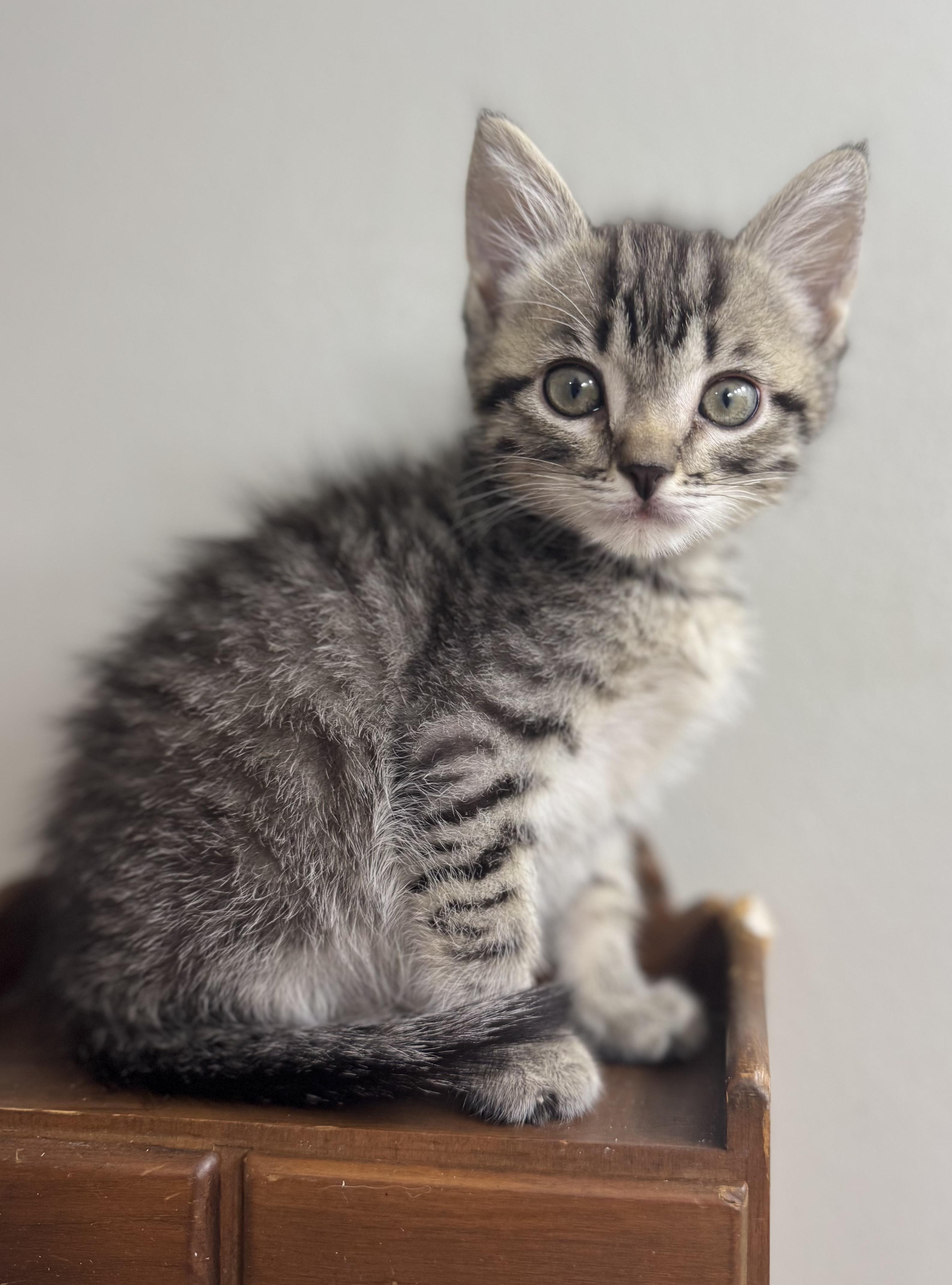Spinner, Adopted, Young Male Domestic Short Hair.