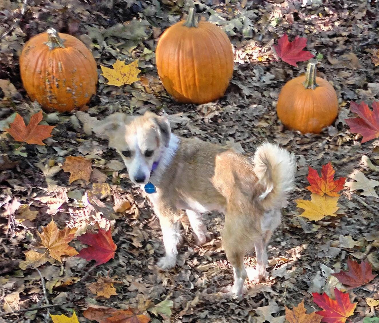 Enlarge Gaston Gus, a Adopted Chihuahua in Alpharetta, GA image 2/4