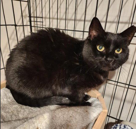 Runny, Adoptable, Adult Female Domestic Short Hair.