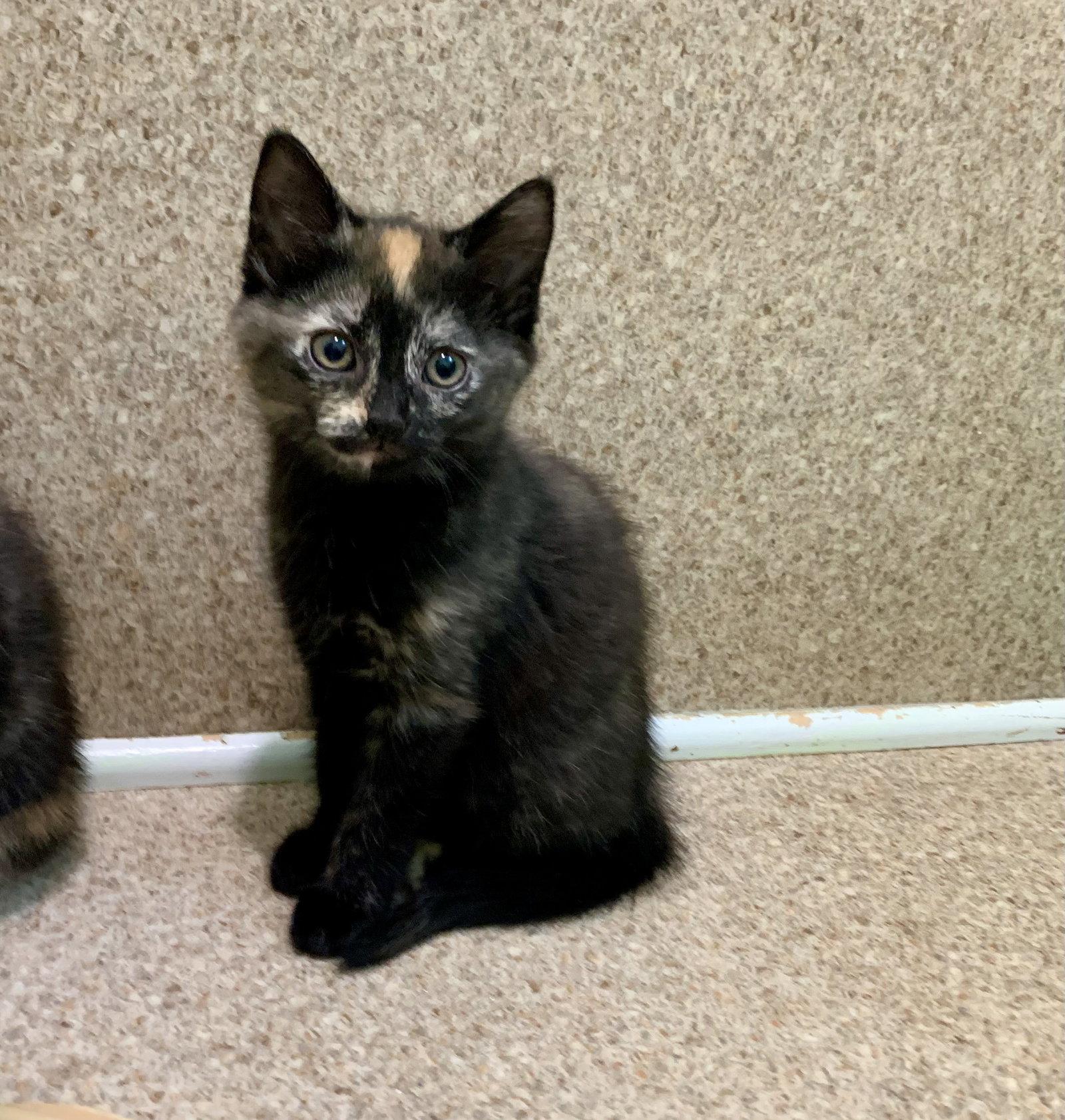 Cora, Adoptable, Young Female Domestic Short Hair & Tortoiseshell.