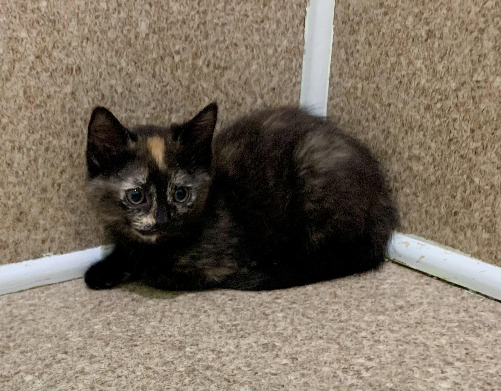 Enlarge Cora, a Adoptable mixed breed in Mc Cormick, SC image 2/3