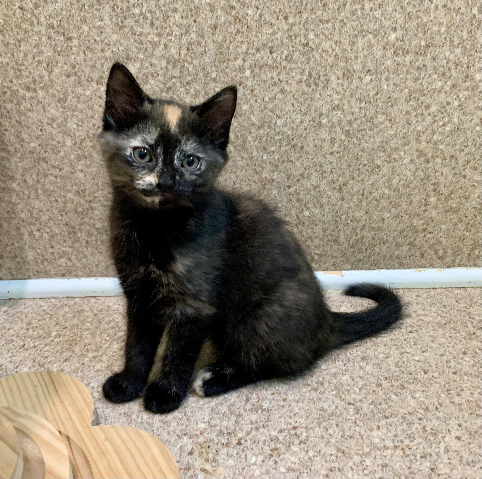 Enlarge Cora, a Adoptable mixed breed in Mc Cormick, SC image 3/3
