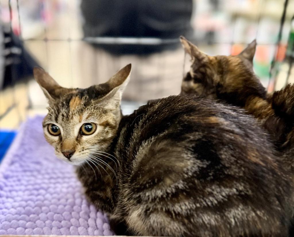 Monkey, Adoptable, Kitten Female Domestic Short Hair.