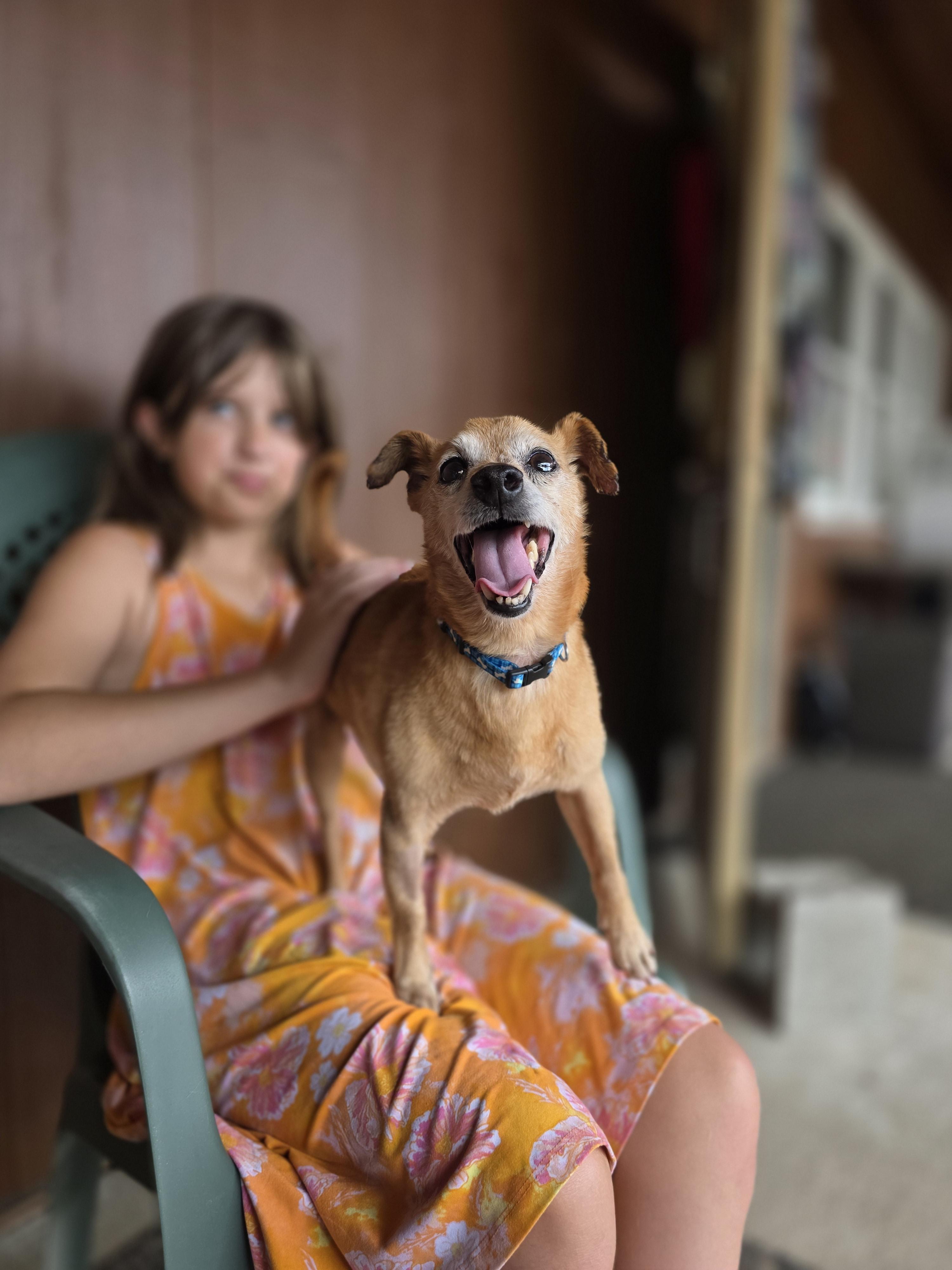 Enlarge Buddy (Small Senior Dog), an adoptable Chihuahua in Salamanca, NY image 1/1