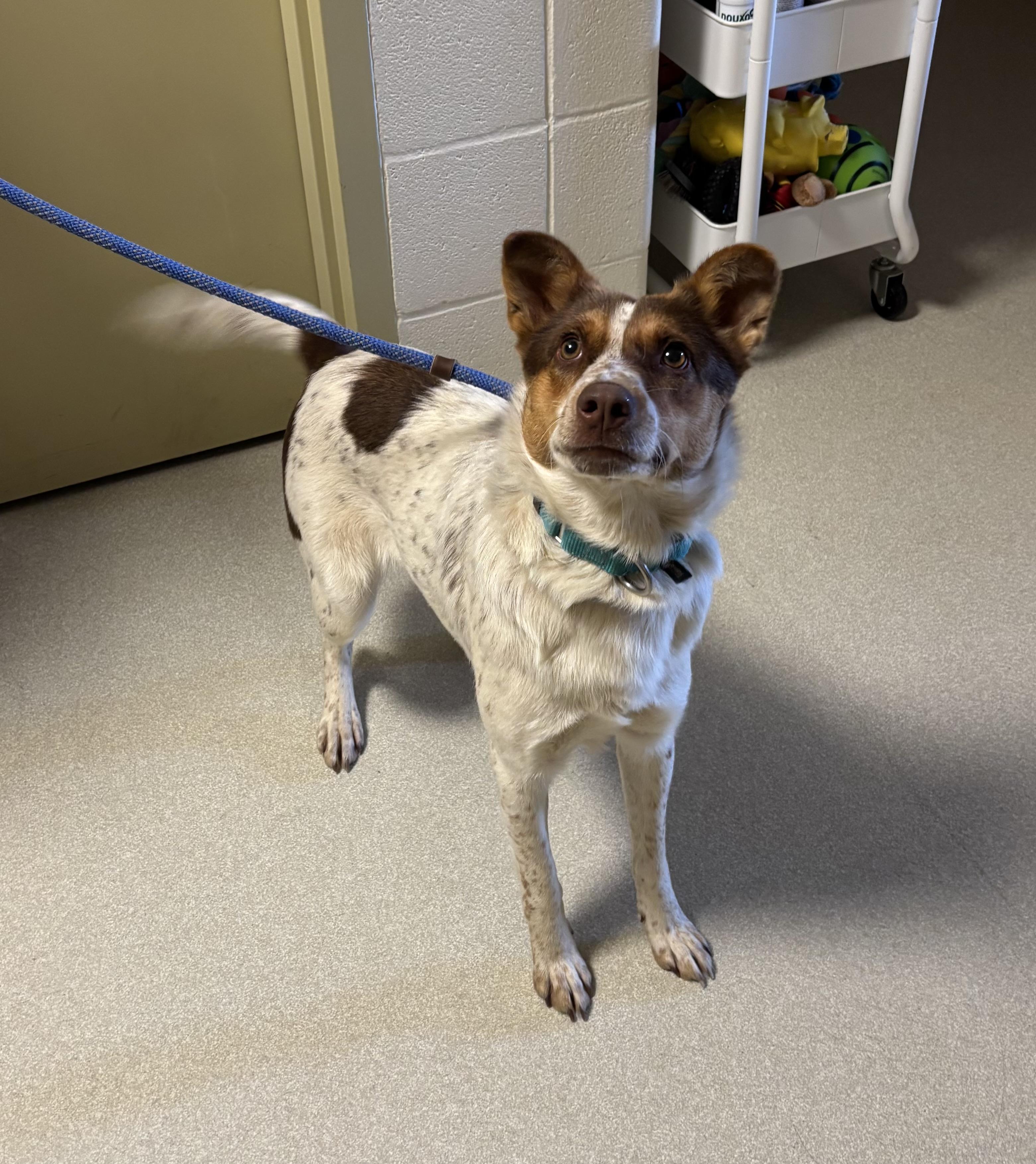 MEADOW, Adoptable, Young Female Mixed Breed.