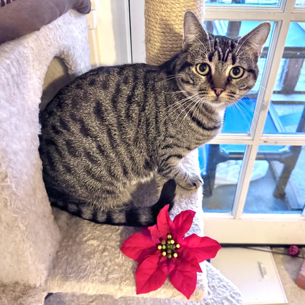 Georgi, Adoptable, Kitten Female Domestic Short Hair.