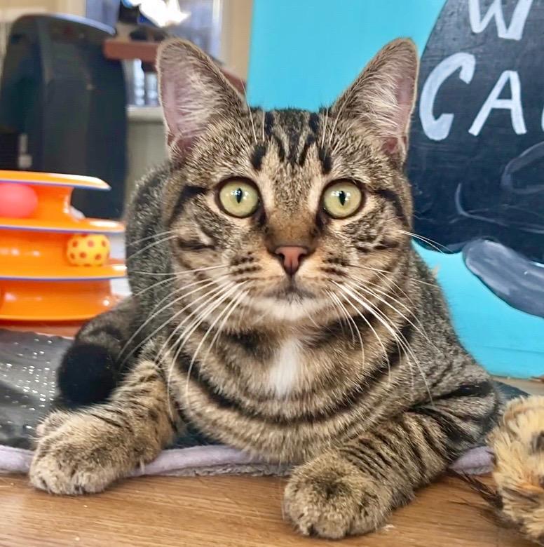 Georgi, Adoptable, Young Female Domestic Short Hair.