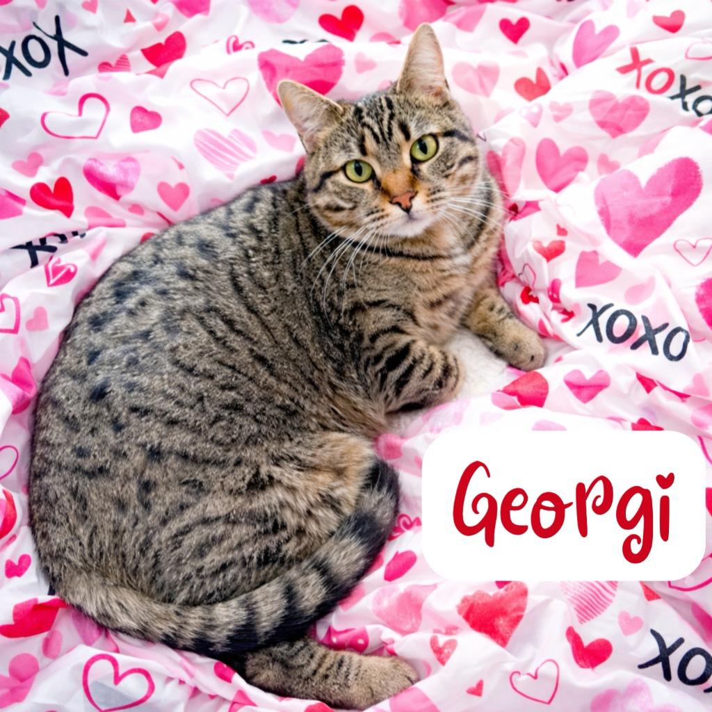 Georgi, a Adoptable mixed breed in Cambria, CA image 5/6
