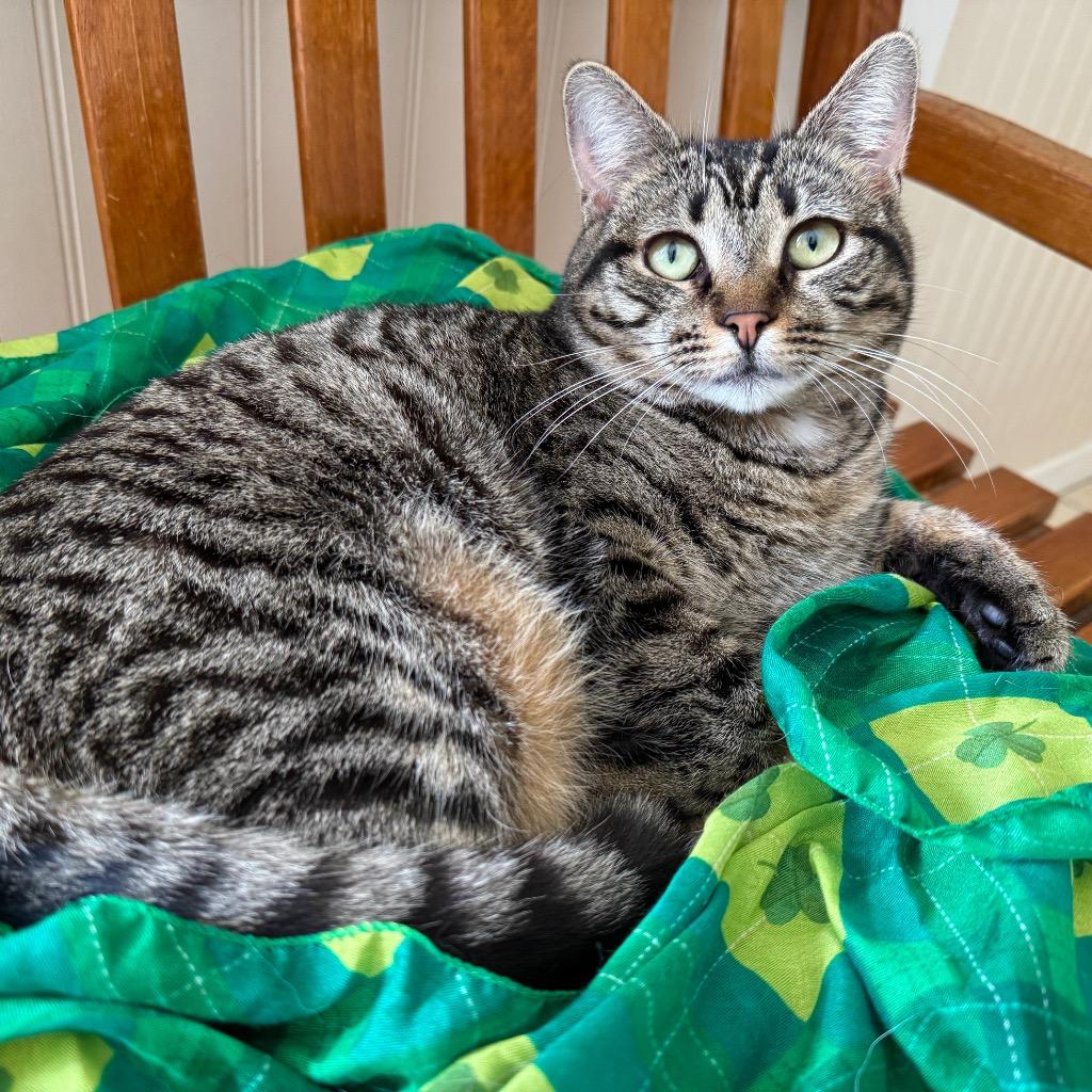 Enlarge Georgi, a Adoptable mixed breed in Cambria, CA image 4/6