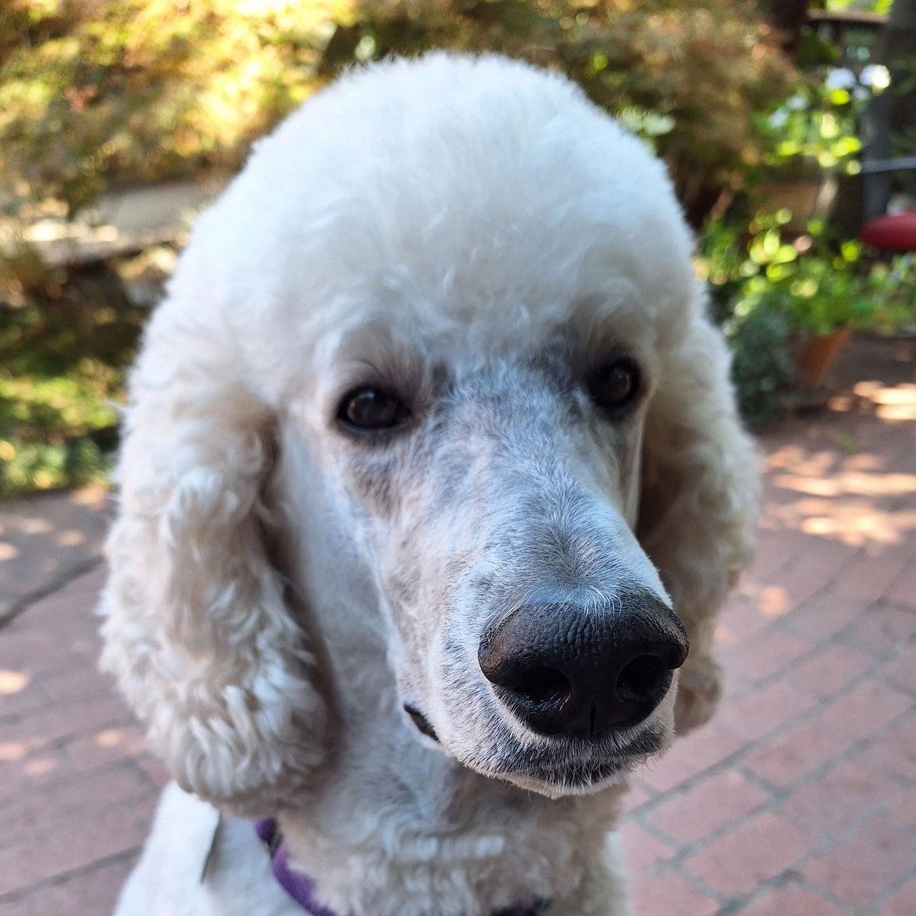 Mocha, Adopted, Adult Male Standard Poodle.