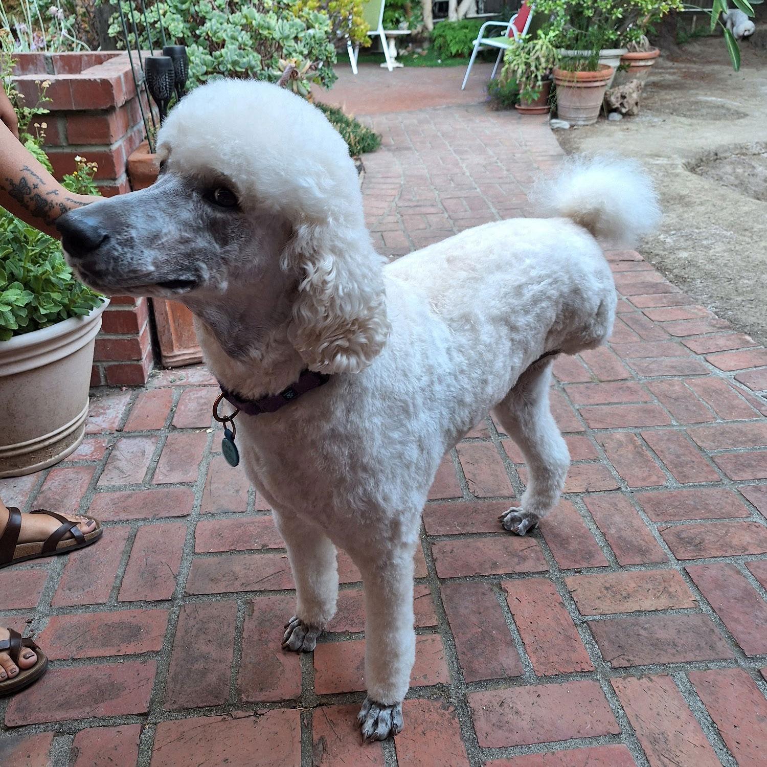 Enlarge Mocha, a Adopted Standard Poodle in San Jose, CA image 2/3