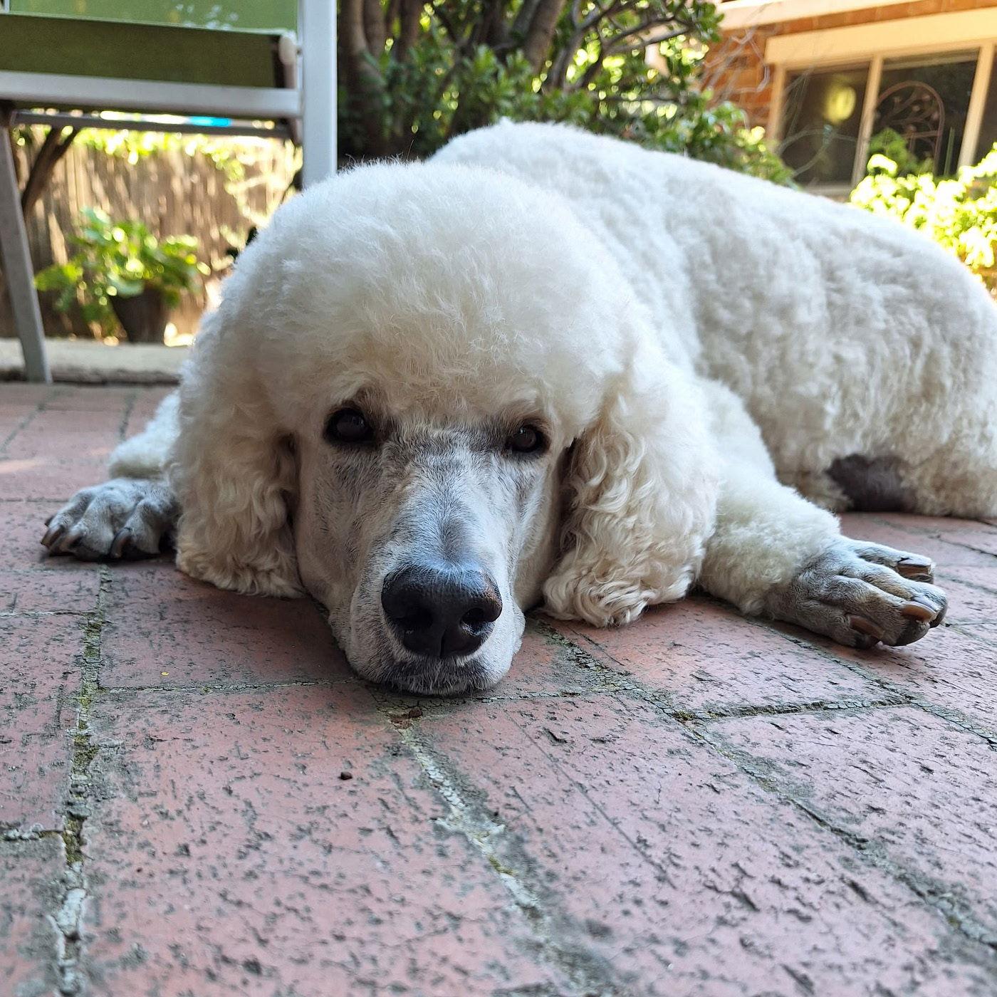 Enlarge Mocha, a Adopted Standard Poodle in San Jose, CA image 3/3