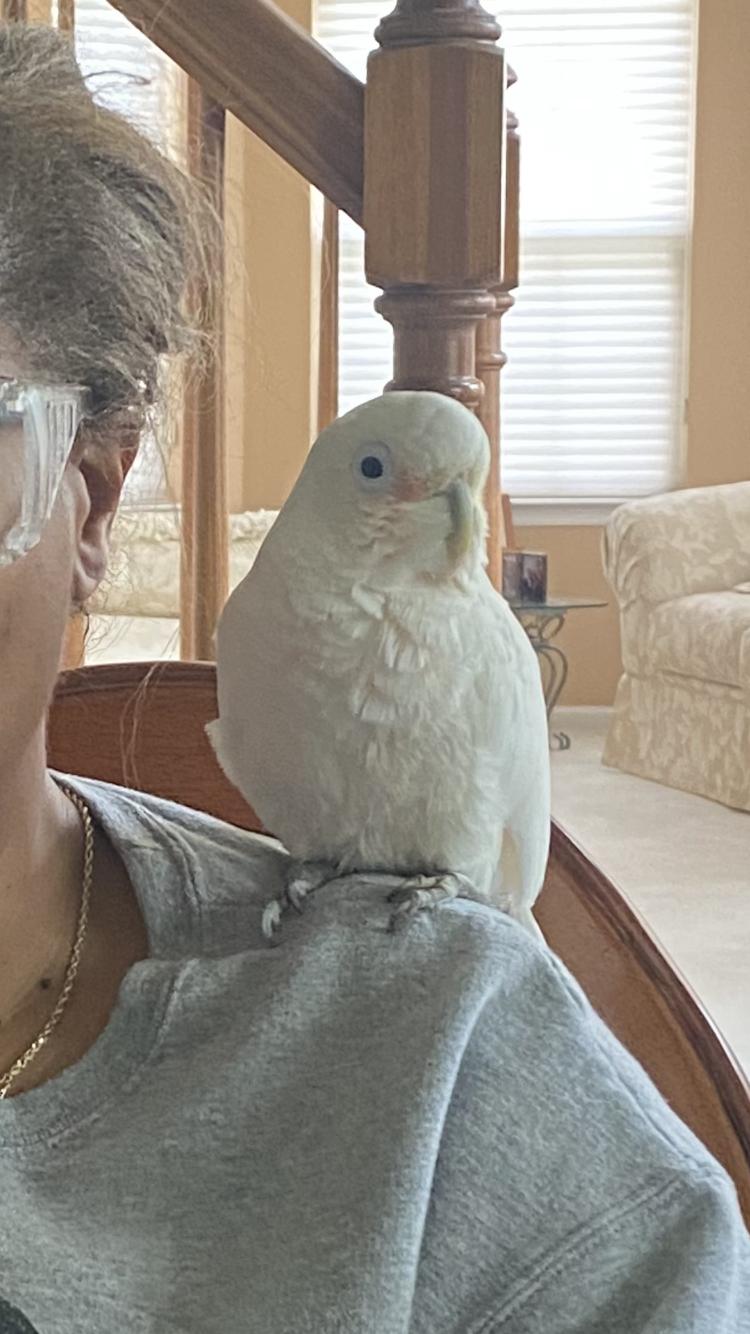 Kono, Adoptable, Adult Female Cockatoo.
