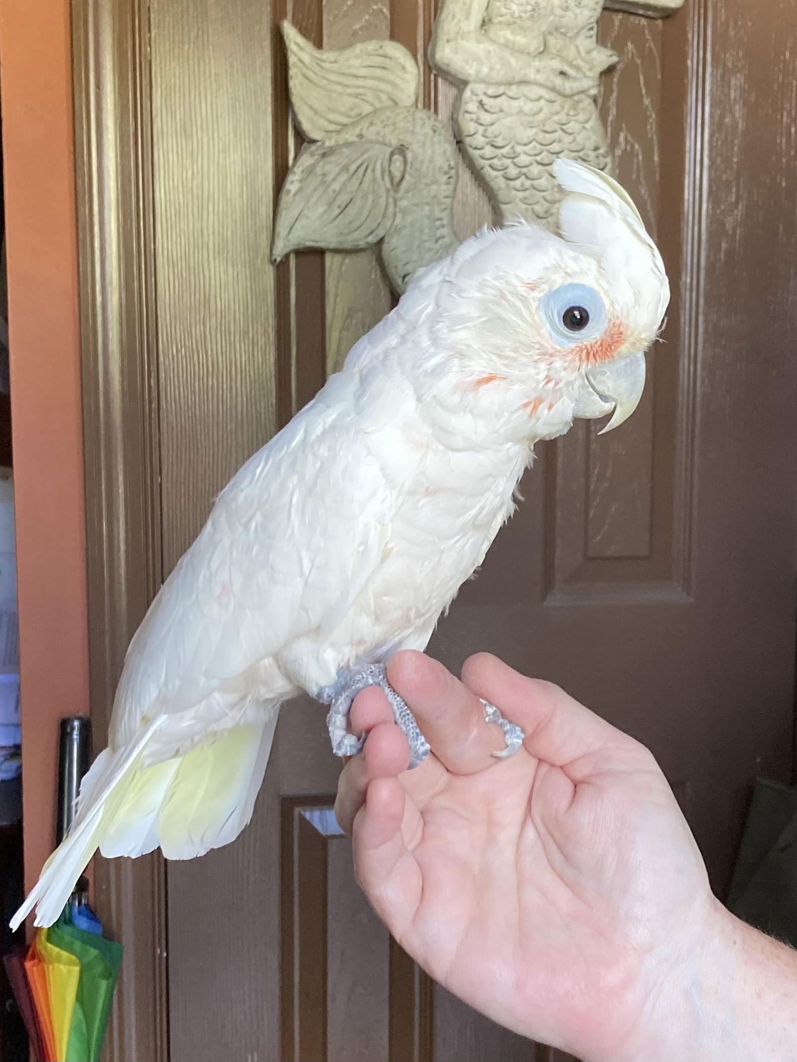 Kono, Adoptable, Adult Female Cockatoo.