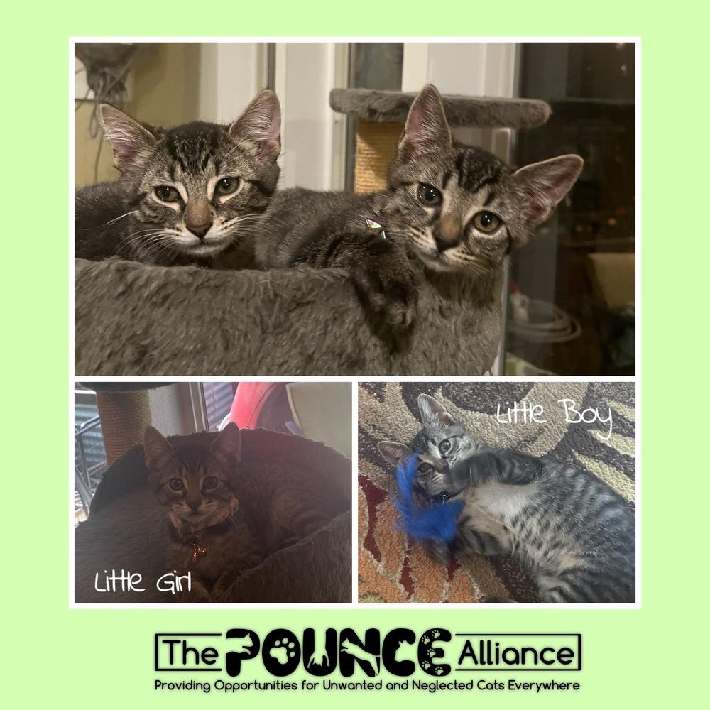 Tim-Tam, Adoptable, Kitten Female Domestic Short Hair.