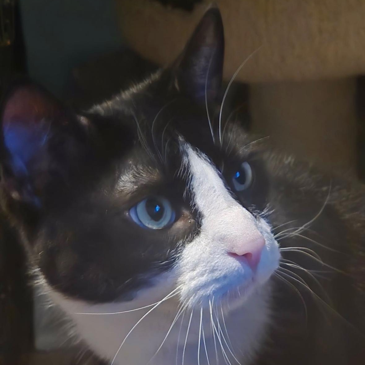 Theodore , ADOPTABLE, Young Male Domestic Short Hair.