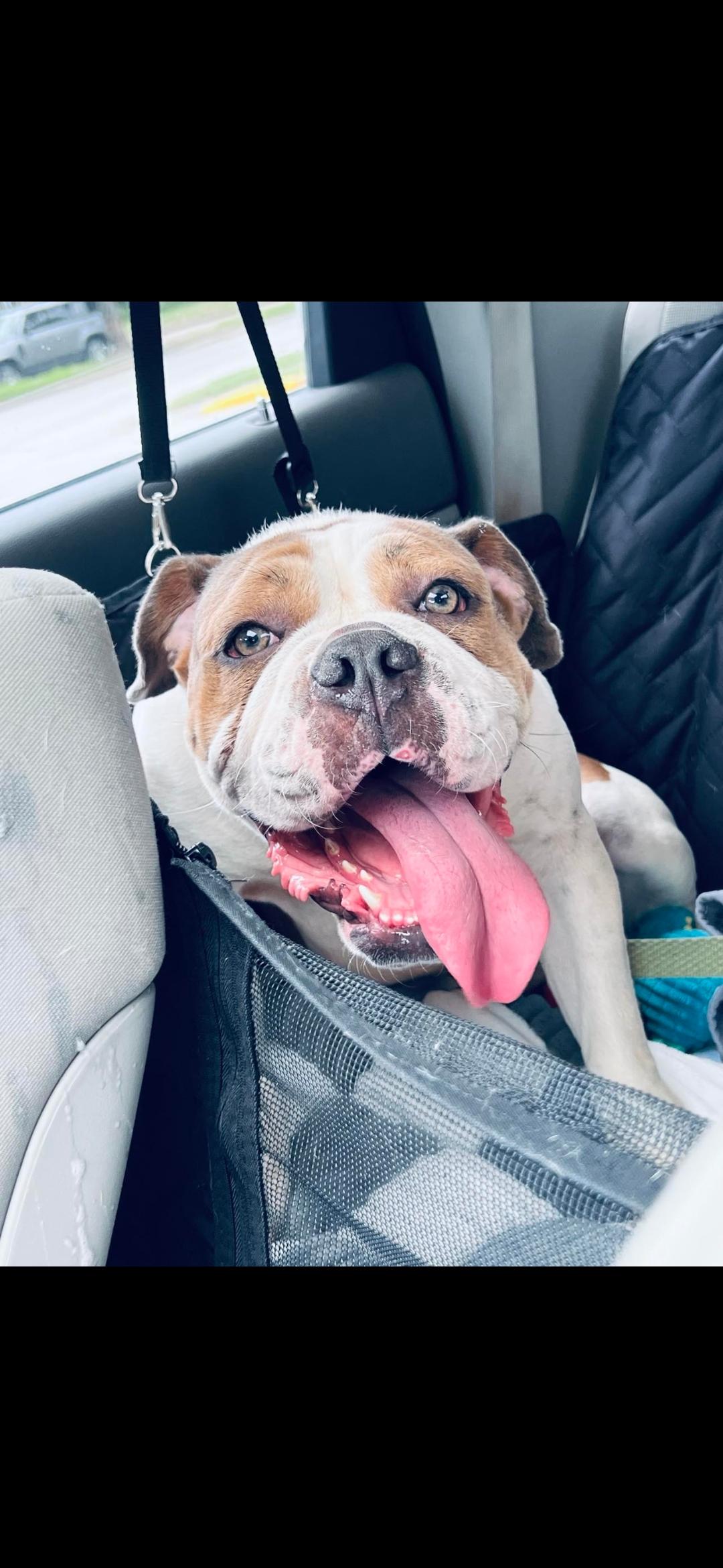 Lacey English Bulldog Dog