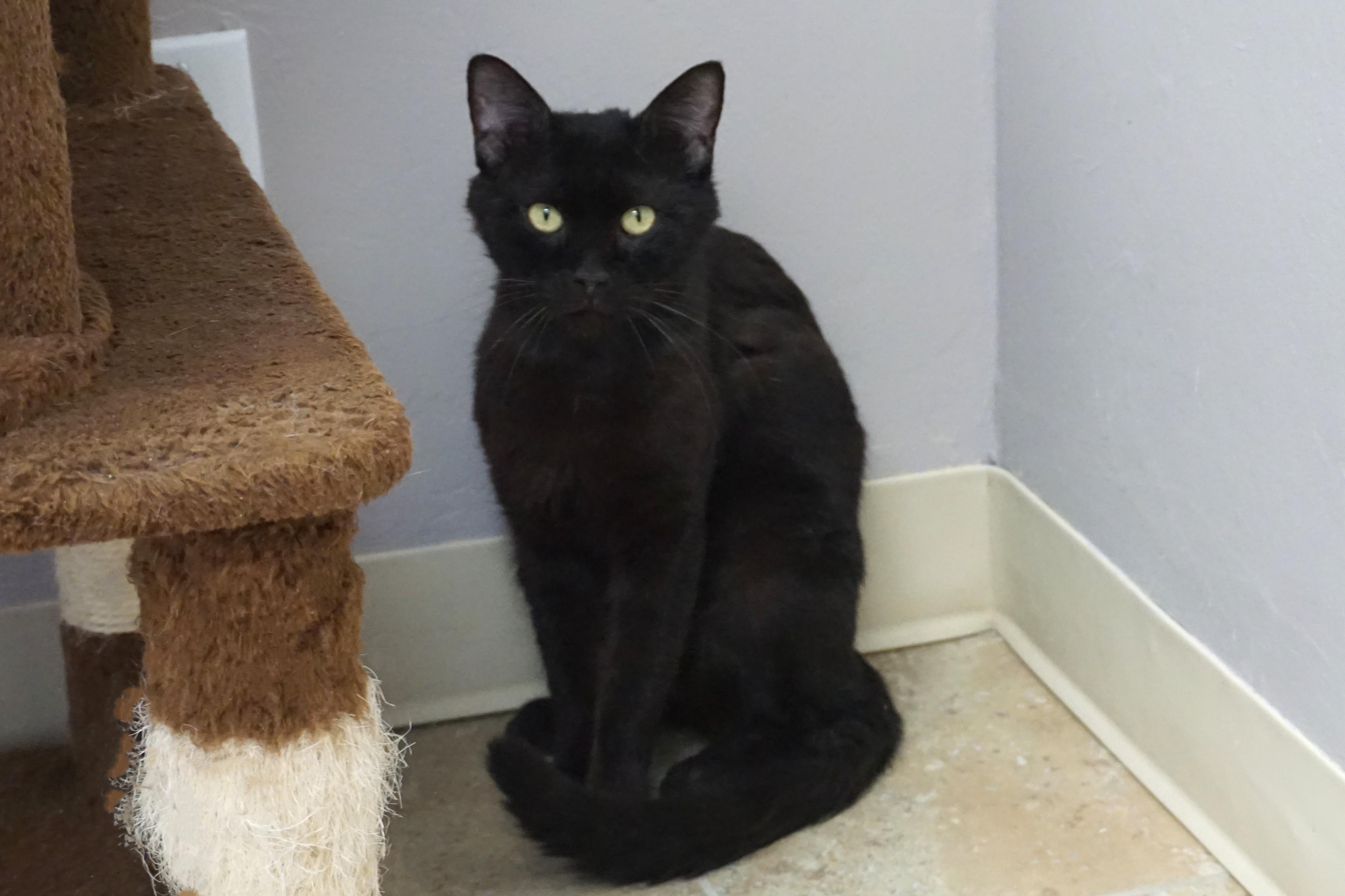 JiJi II, a ADOPTABLE Domestic Short Hair in Fountain Hills, AZ image 2/6
