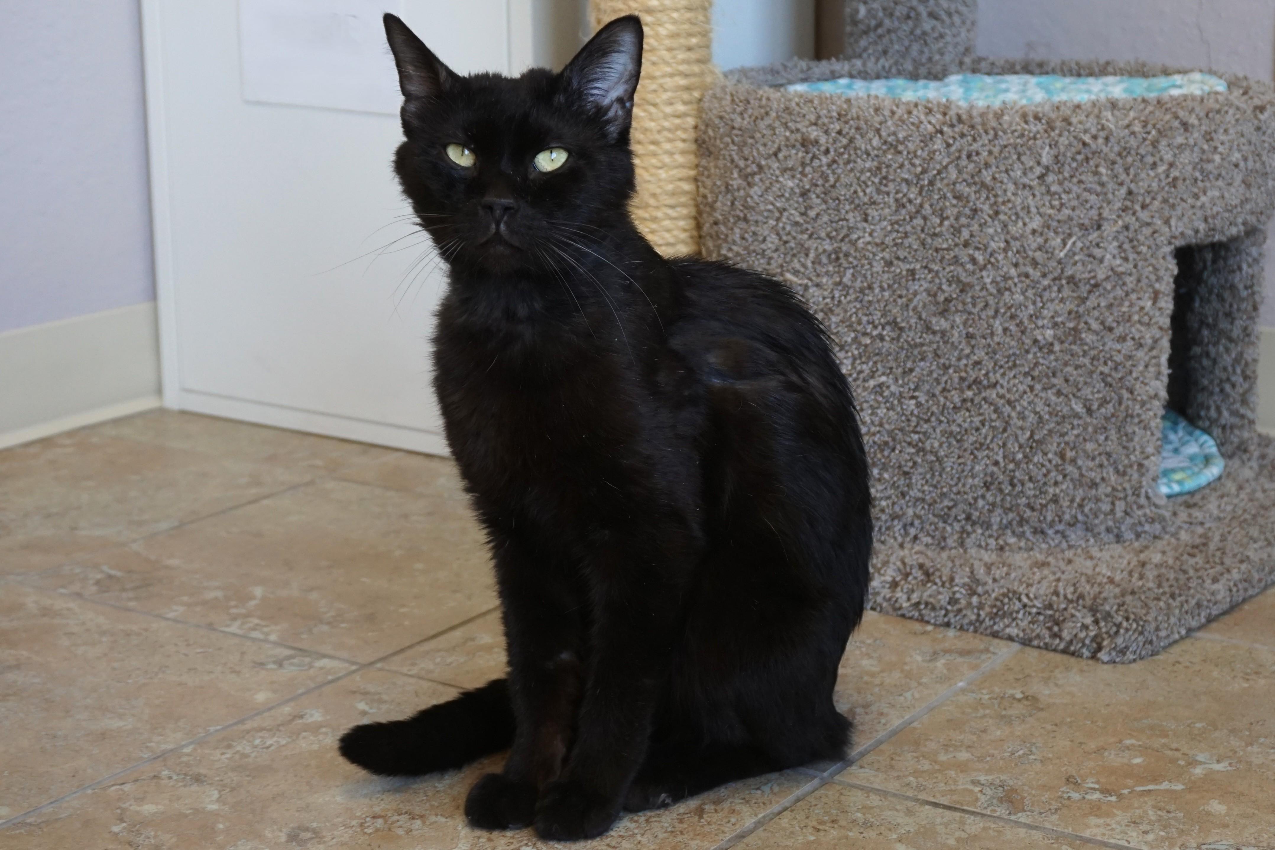 JiJi II, a ADOPTABLE Domestic Short Hair in Fountain Hills, AZ image 4/6