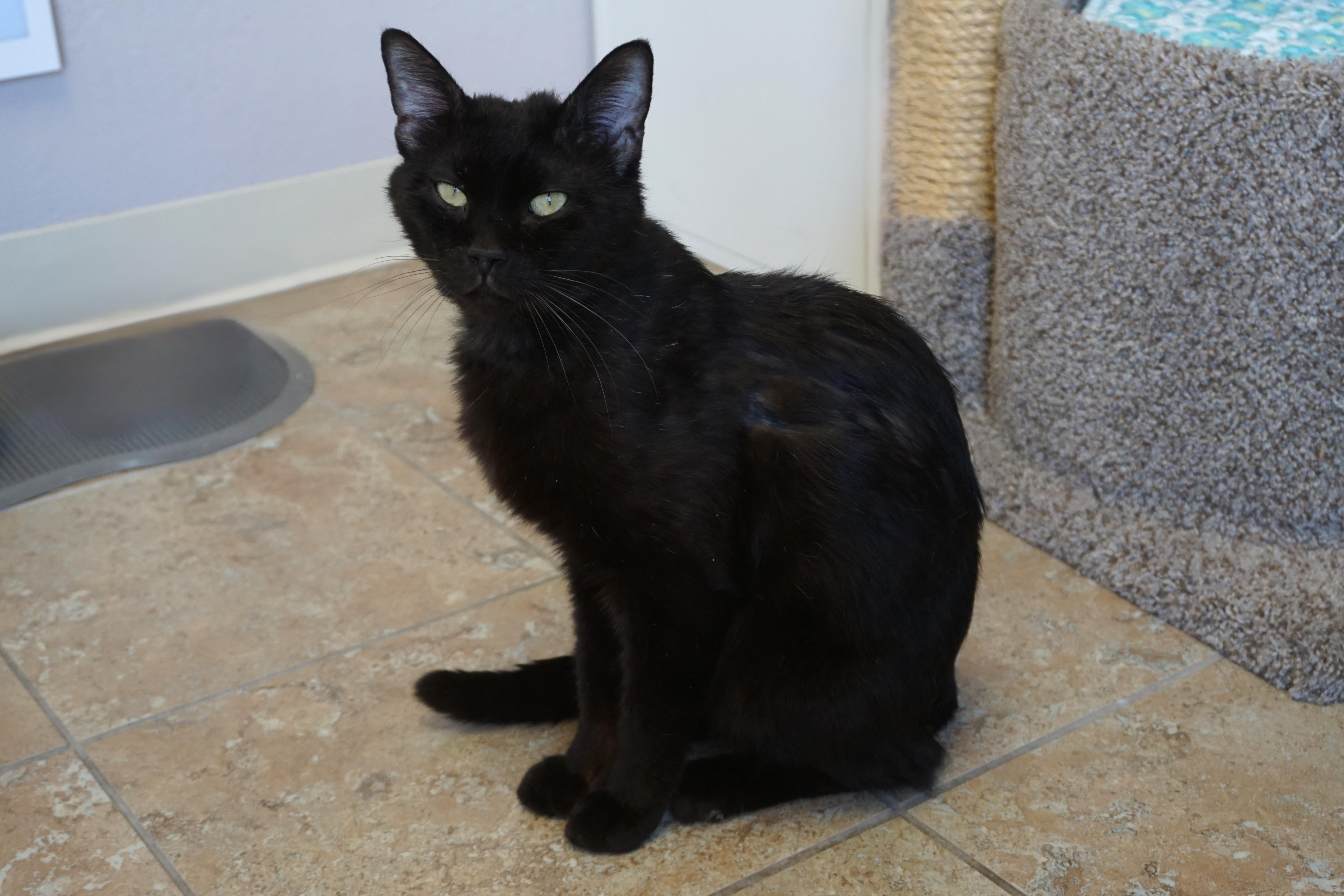 JiJi II, a ADOPTABLE Domestic Short Hair in Fountain Hills, AZ image 3/6