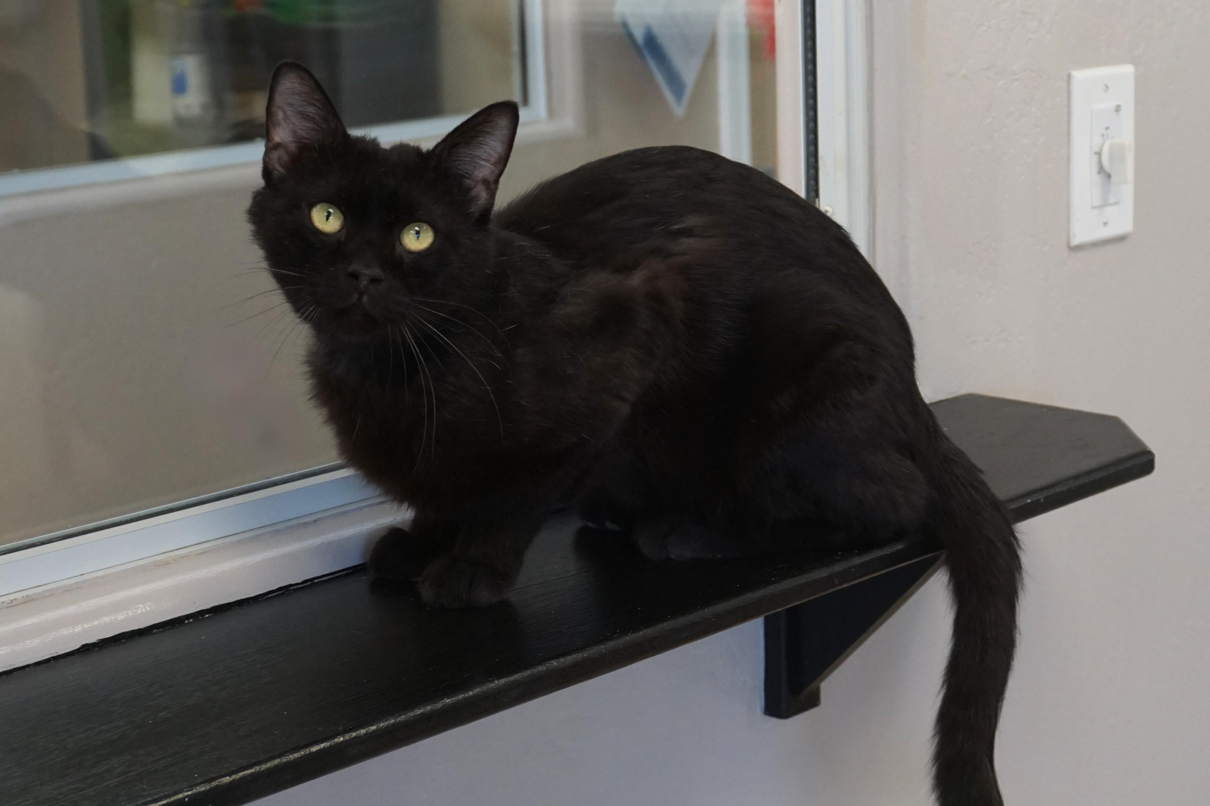 JiJi II, a ADOPTABLE Domestic Short Hair in Fountain Hills, AZ image 1/6