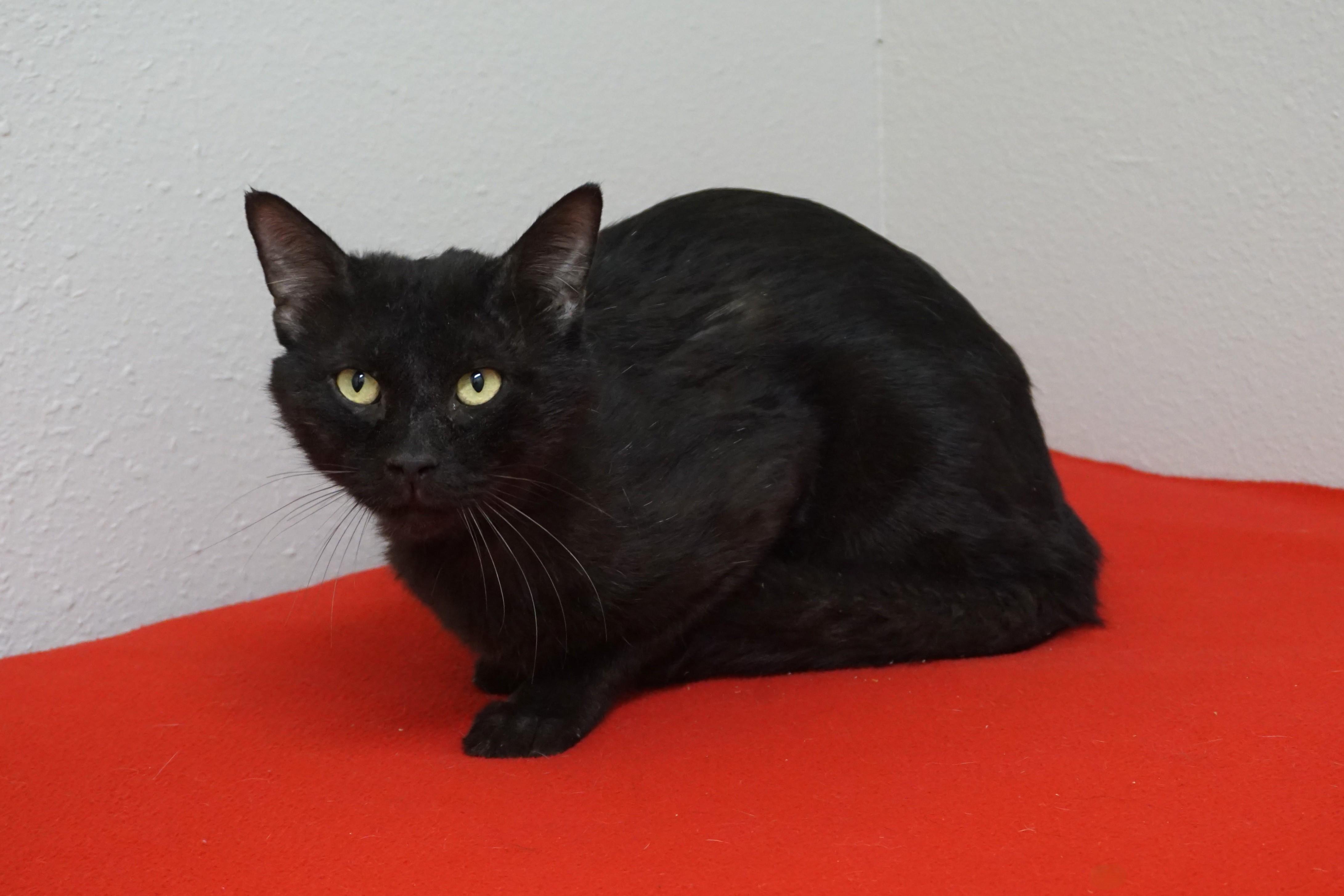 JiJi II, a ADOPTABLE Domestic Short Hair in Fountain Hills, AZ image 5/6