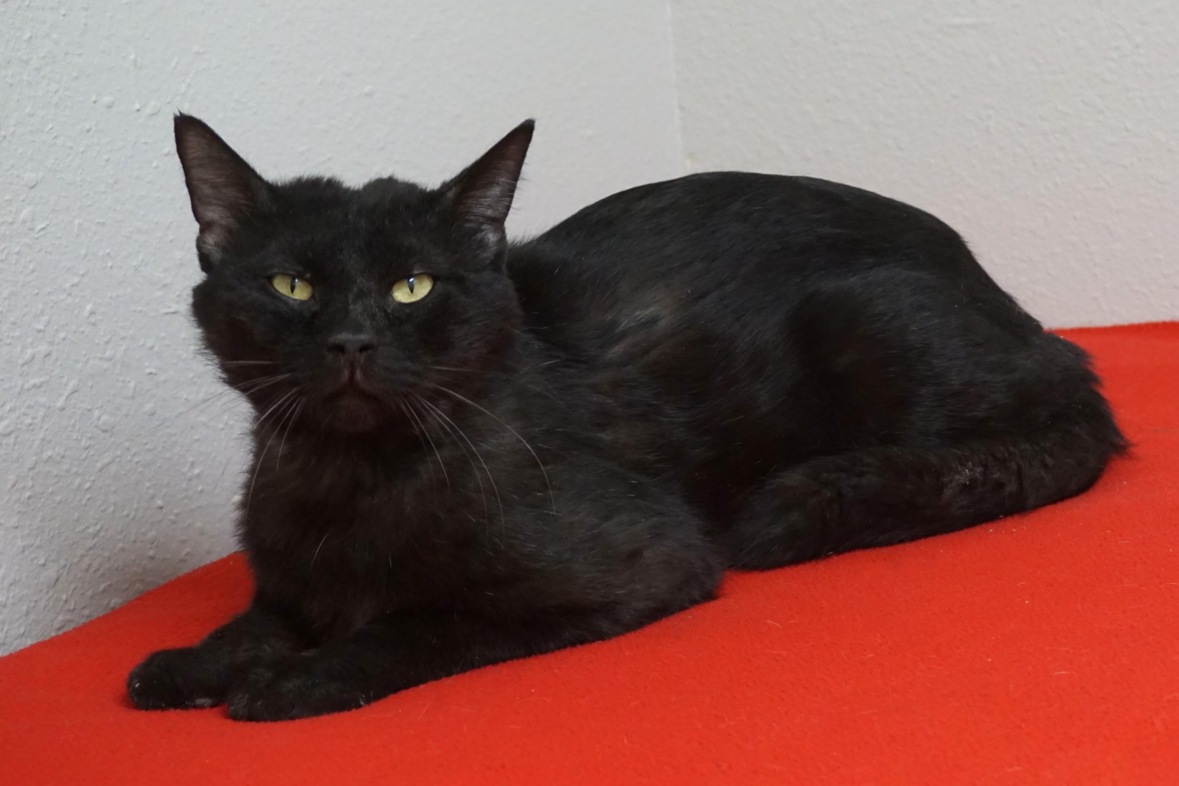 JiJi II, a ADOPTABLE Domestic Short Hair in Fountain Hills, AZ image 6/6