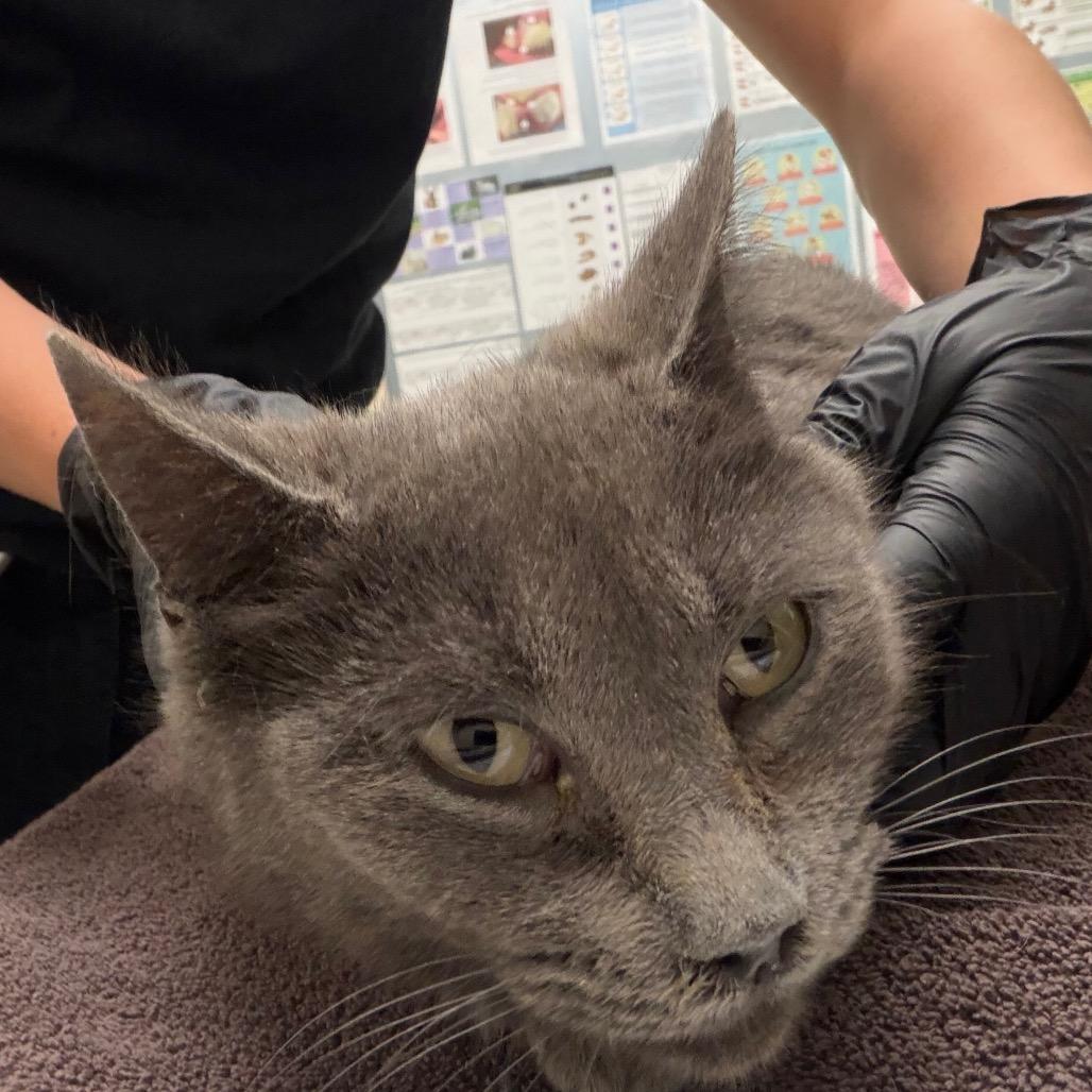Nenita, Adoptable, Adult Female Domestic Short Hair.