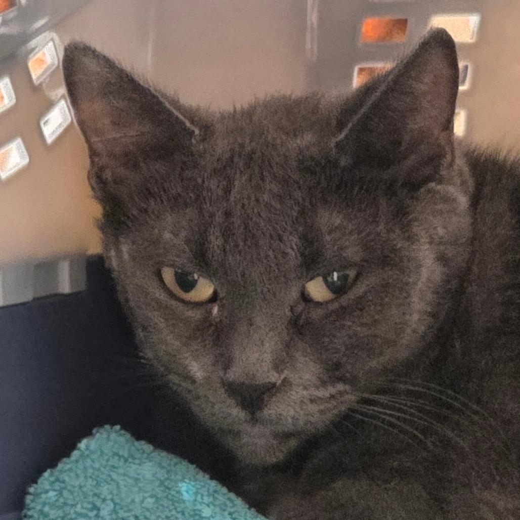 Enlarge Nenita, a Adoptable Domestic Short Hair in Murray, UT image 2/4