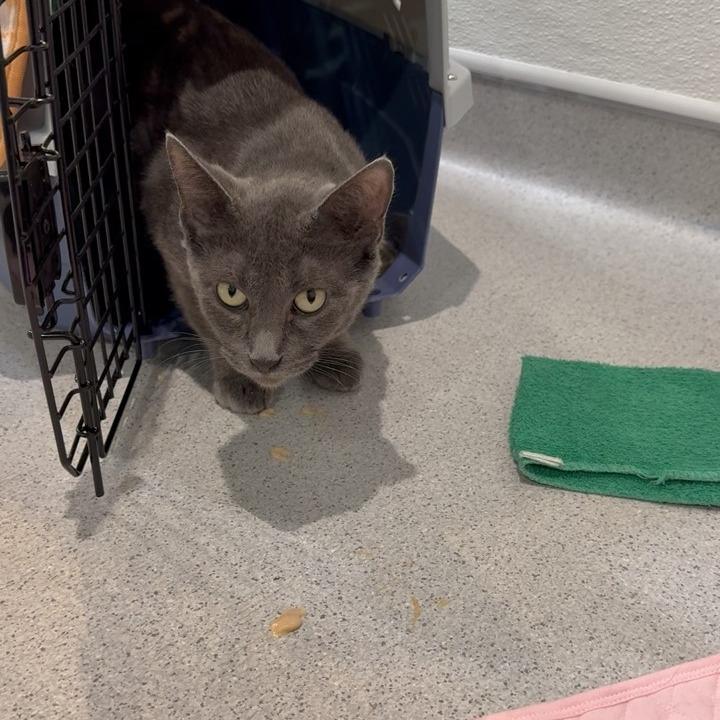 Enlarge Nenita, a Adoptable Domestic Short Hair in Murray, UT image 3/4