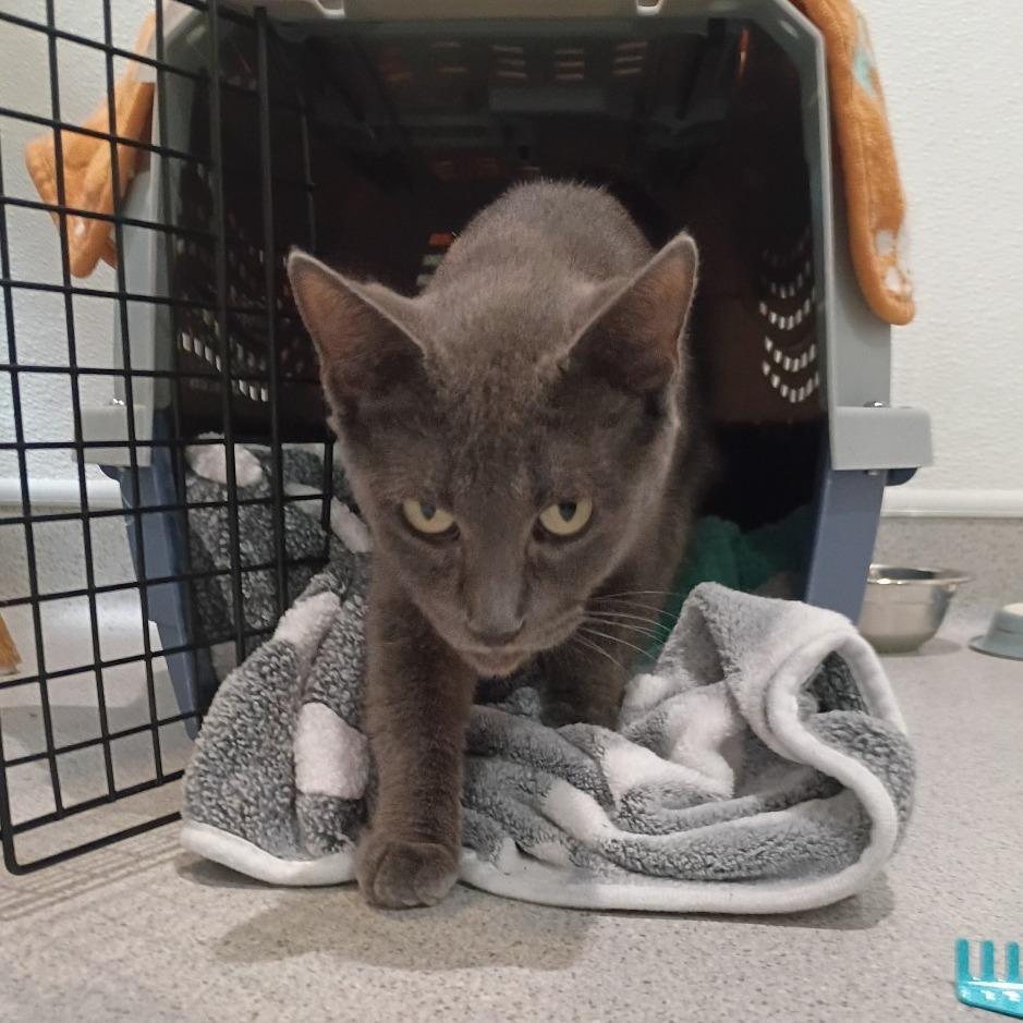 Enlarge Nenita, a Adoptable Domestic Short Hair in Murray, UT image 4/4