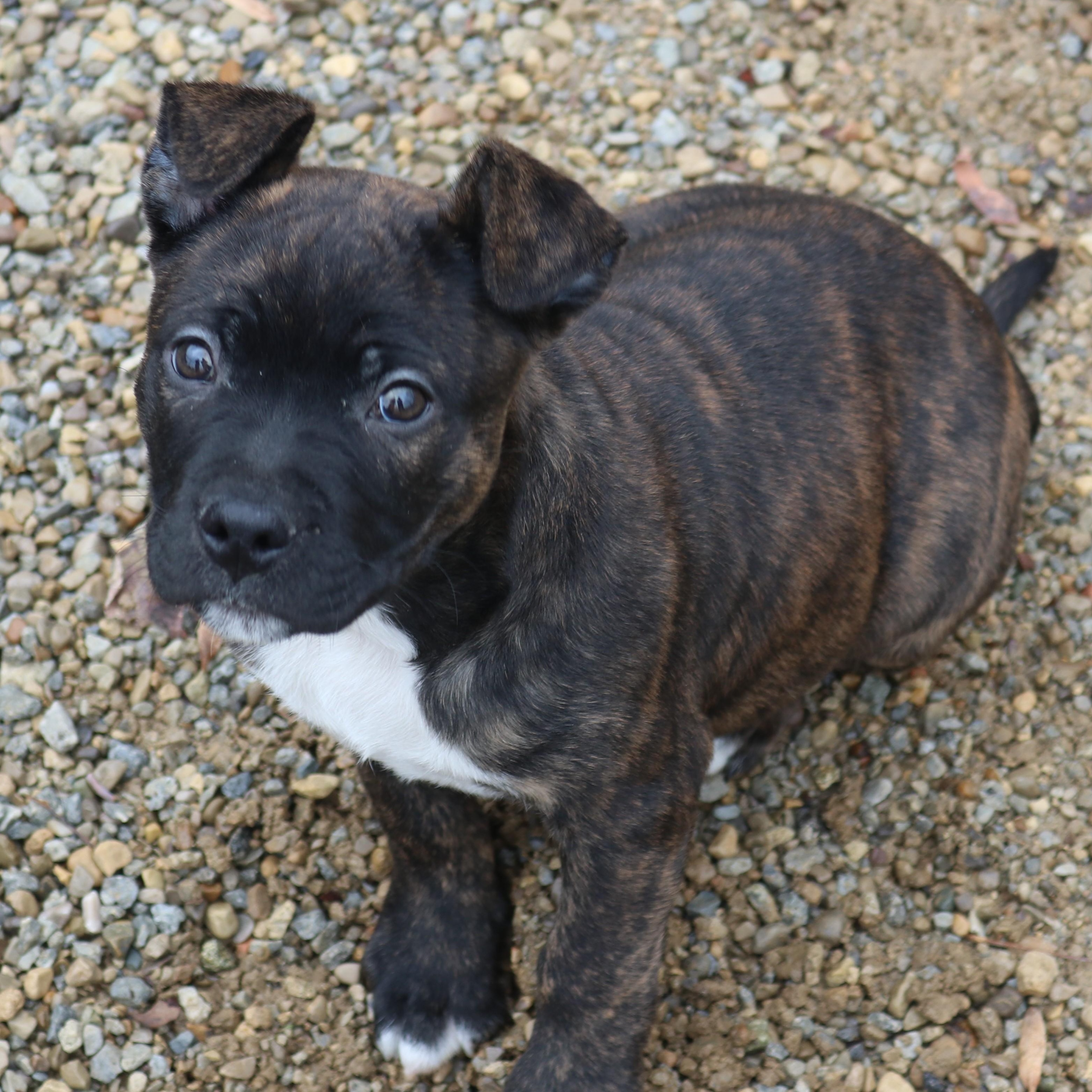 Enlarge PORK CHOP—URGENT!, a ADOPTABLE mixed breed in Wilmington, OH image 5/6