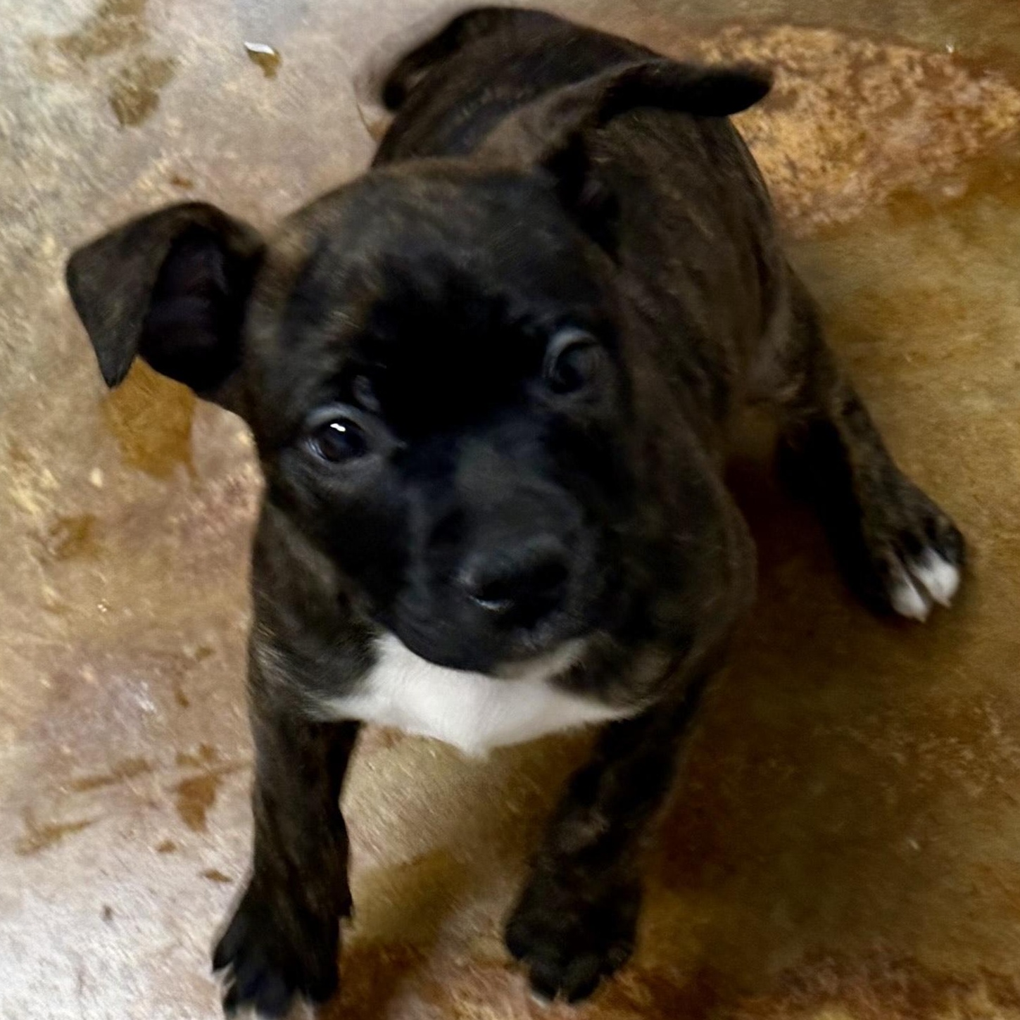 Pork Chop thumbnail 2