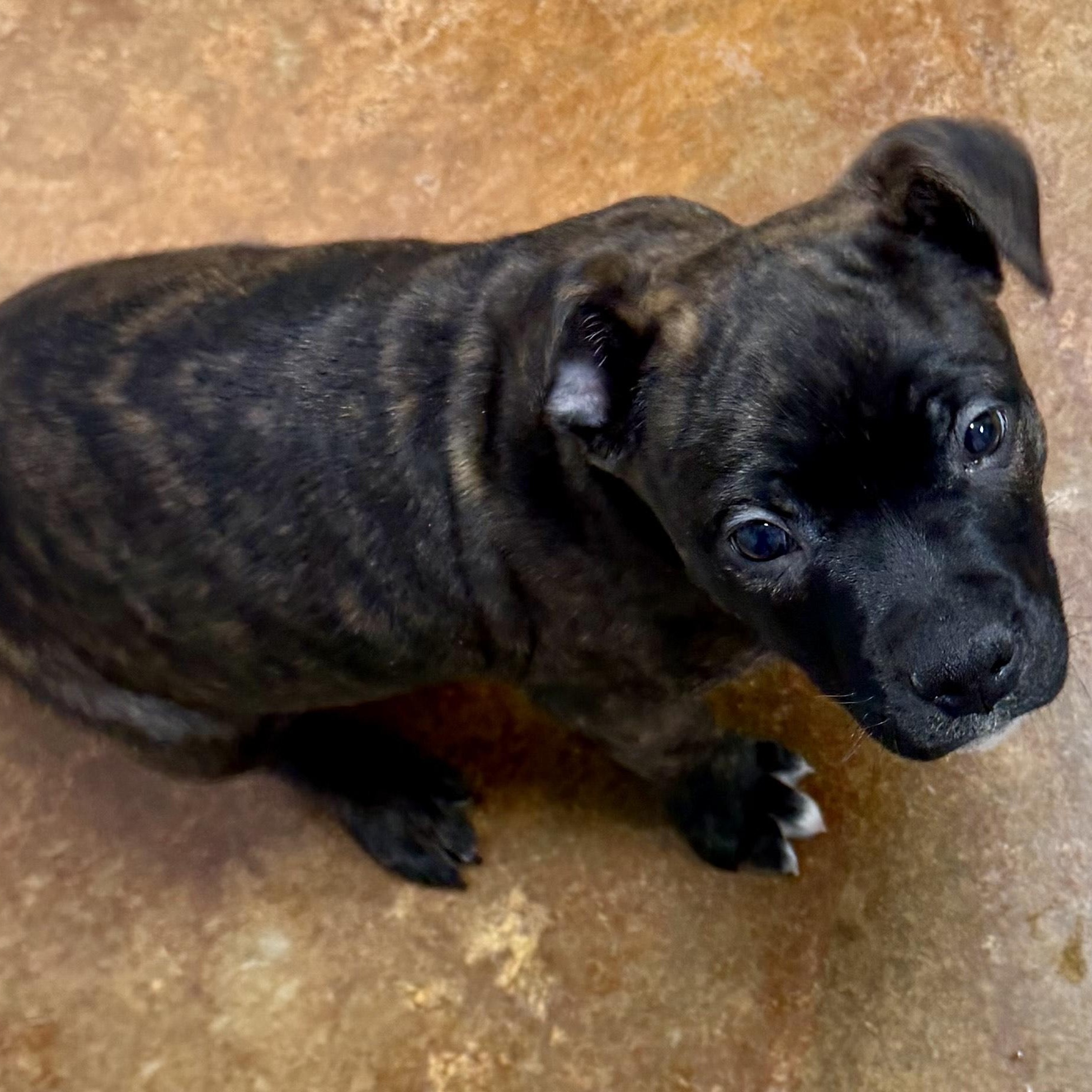 Pork Chop thumbnail 4