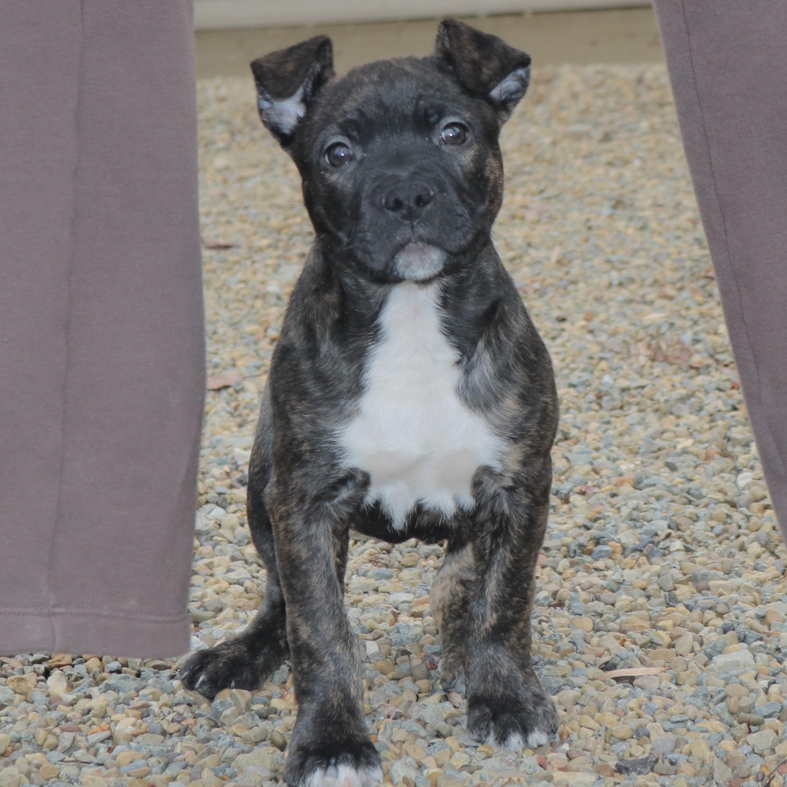 Enlarge PORK CHOP—URGENT!, a ADOPTABLE mixed breed in Wilmington, OH image 3/6