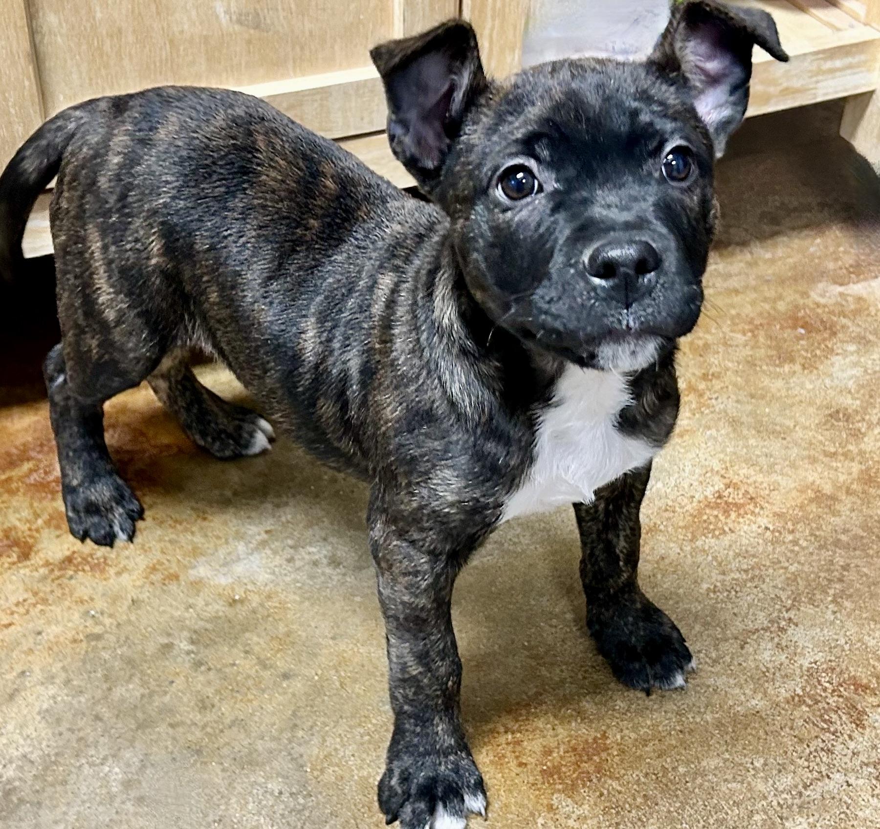 Enlarge PORK CHOP—URGENT!, a ADOPTABLE mixed breed in Wilmington, OH image 1/6