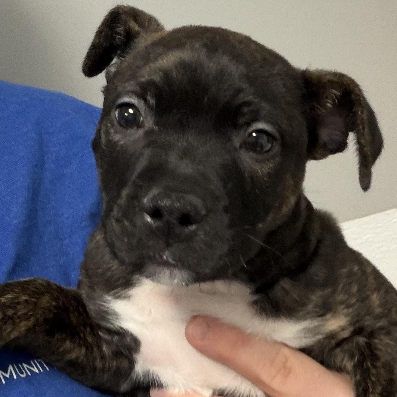 PORK CHOP, ADOPTABLE, Puppy Male Boxer & Mixed Breed.