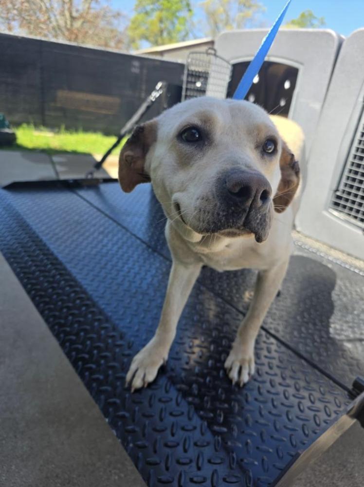 Enlarge Cochrane / Ladybird, a Adoptable mixed breed in Broomfield, CO image 1/4