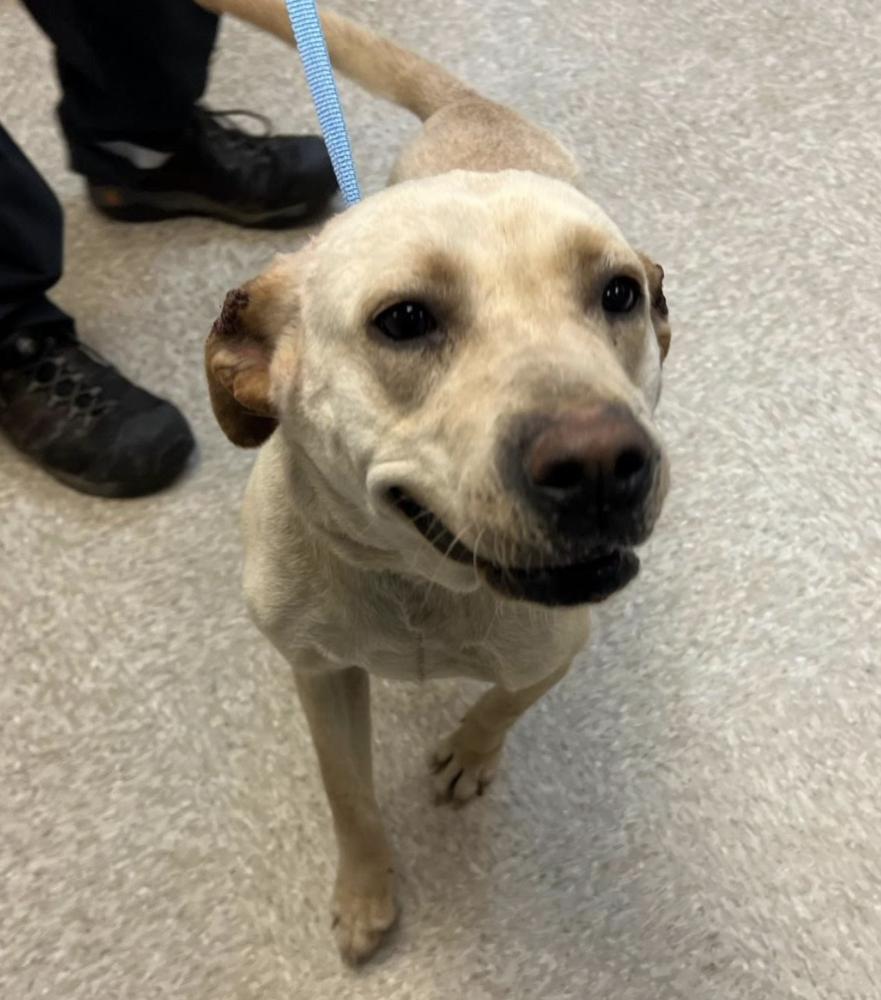 Enlarge Cochrane / Ladybird, a Adoptable mixed breed in Broomfield, CO image 2/4