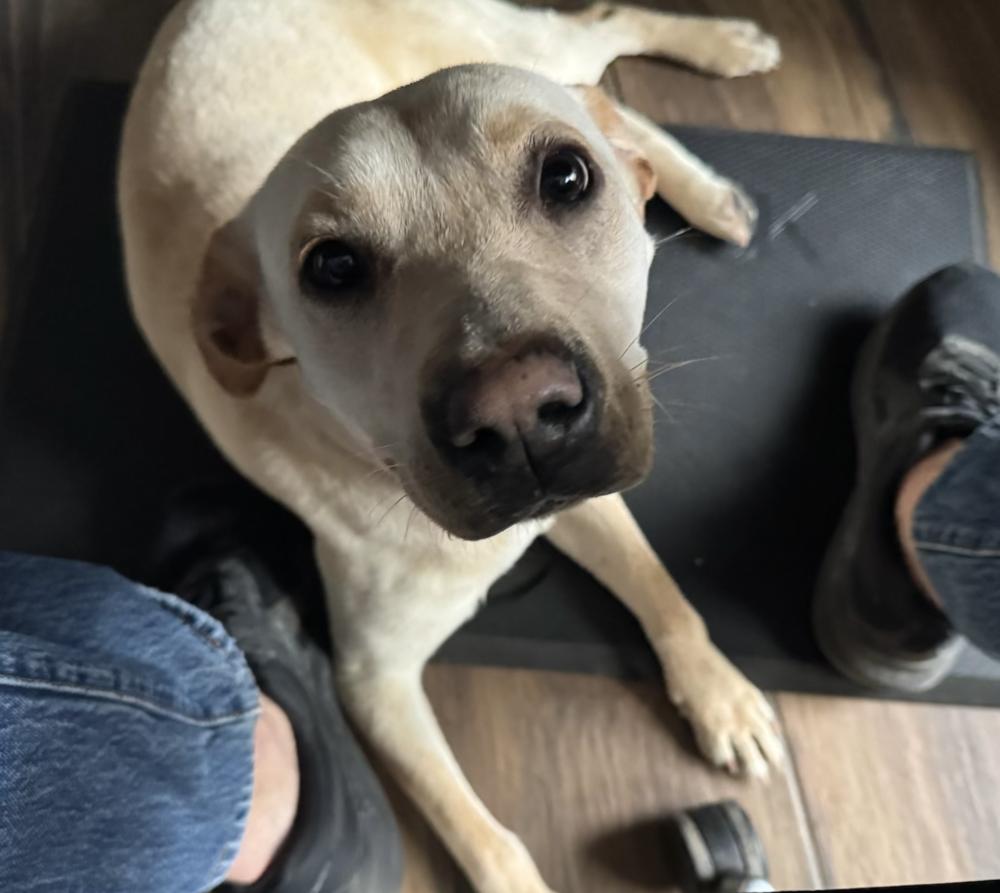 Enlarge Cochrane / Ladybird, a Adoptable mixed breed in Broomfield, CO image 3/4