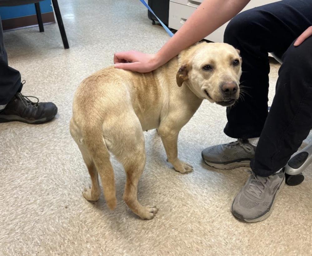 Enlarge Cochrane / Ladybird, a Adoptable mixed breed in Broomfield, CO image 4/4