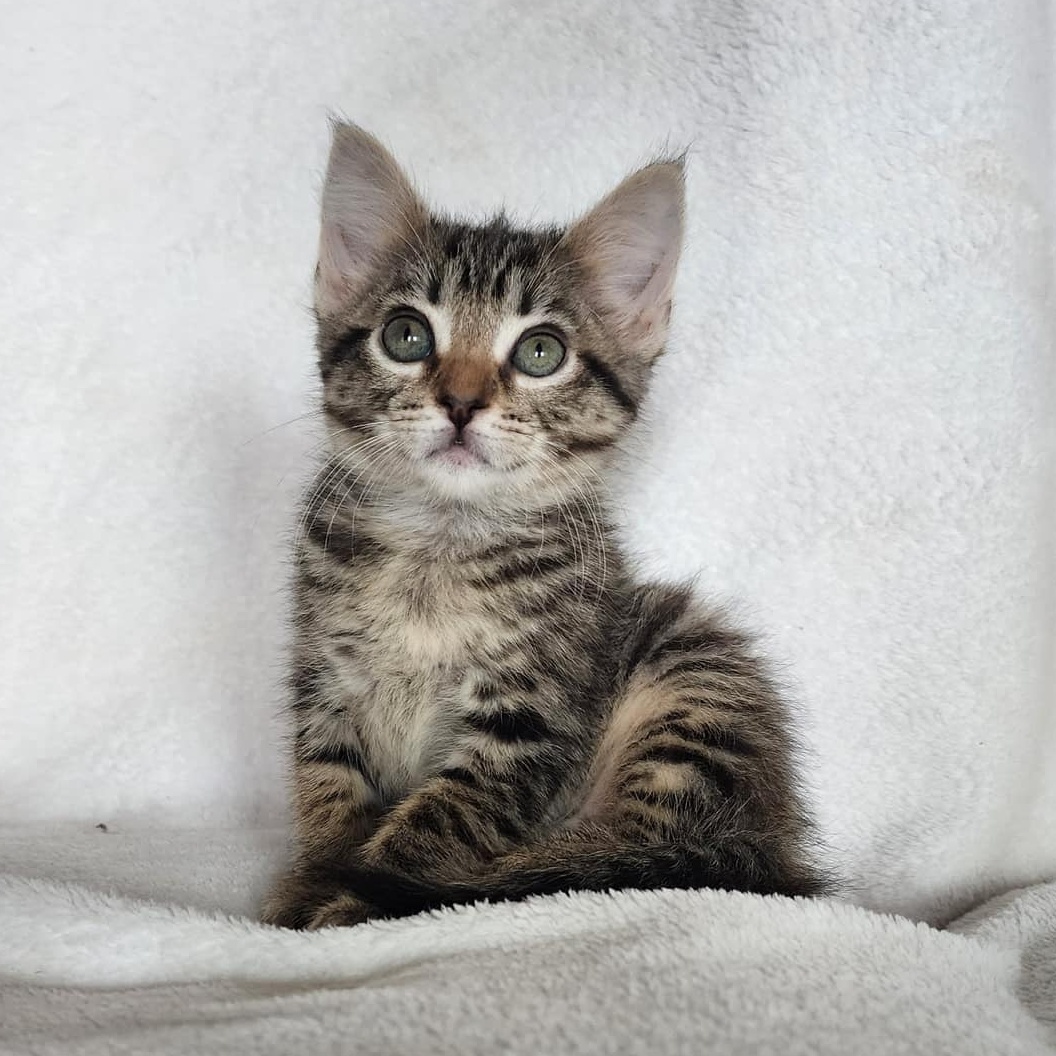 HAMLET - SWEET PLAYFUL, CUDDLY GIRL (YES, I'M A GIRL)!, an adopted Domestic Short Hair in Plano, TX_image-1