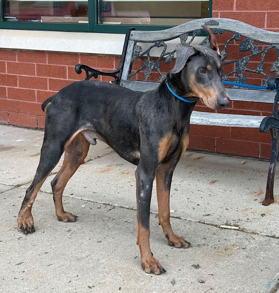 Nacho, Adoptable, Young Male Doberman Pinscher.