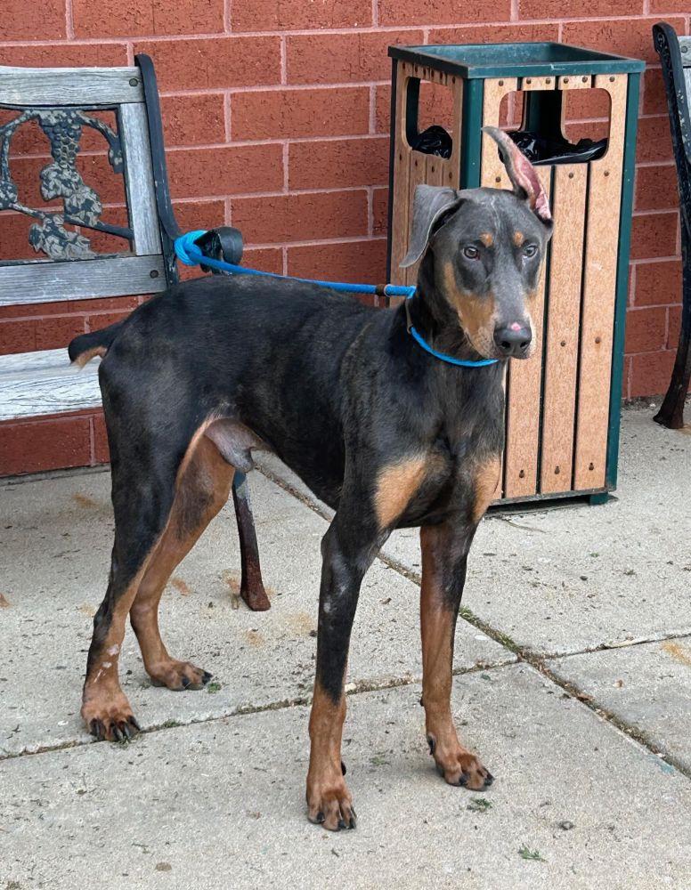 Nacho, a Adoptable Doberman Pinscher in Barrington, IL image 2/5