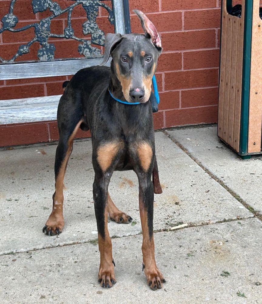 Nacho, a Adoptable Doberman Pinscher in Barrington, IL image 3/5