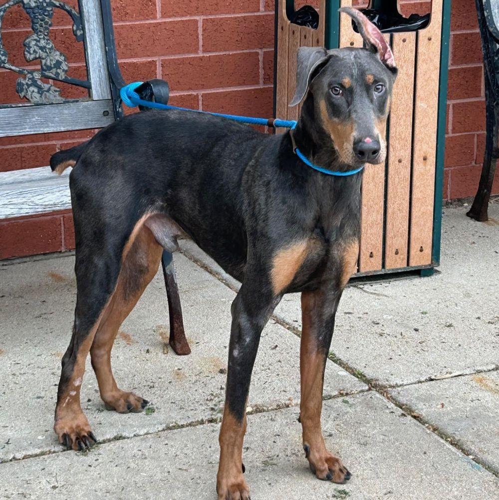 Nacho, a Adoptable Doberman Pinscher in Barrington, IL image 4/5